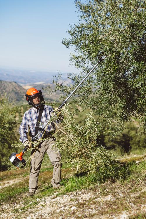 Echo X-Series Power Pruner with telescopic shaft PPT-2620HES - PAS-2620ES-MTA-PP-2019 (6).jpg